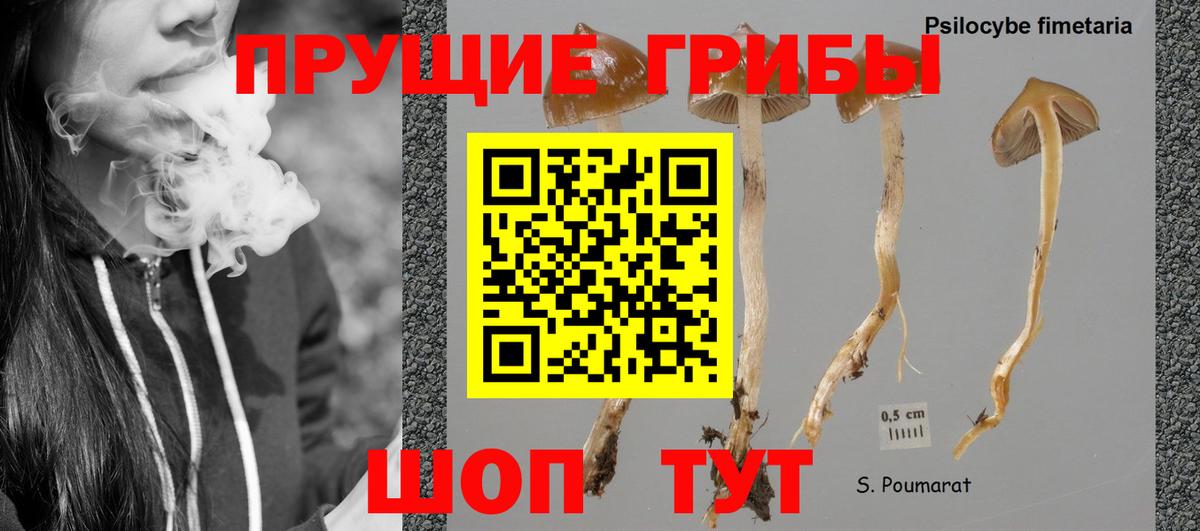 Котельники  Галлюциногенные грибы MAGIC MUSHROOMS  Вход с VPN  Псилоцибиновые грибы мицелий 